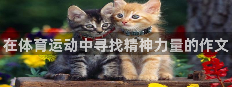 风速体育app下载：在体育运动中寻找精神力量的作文